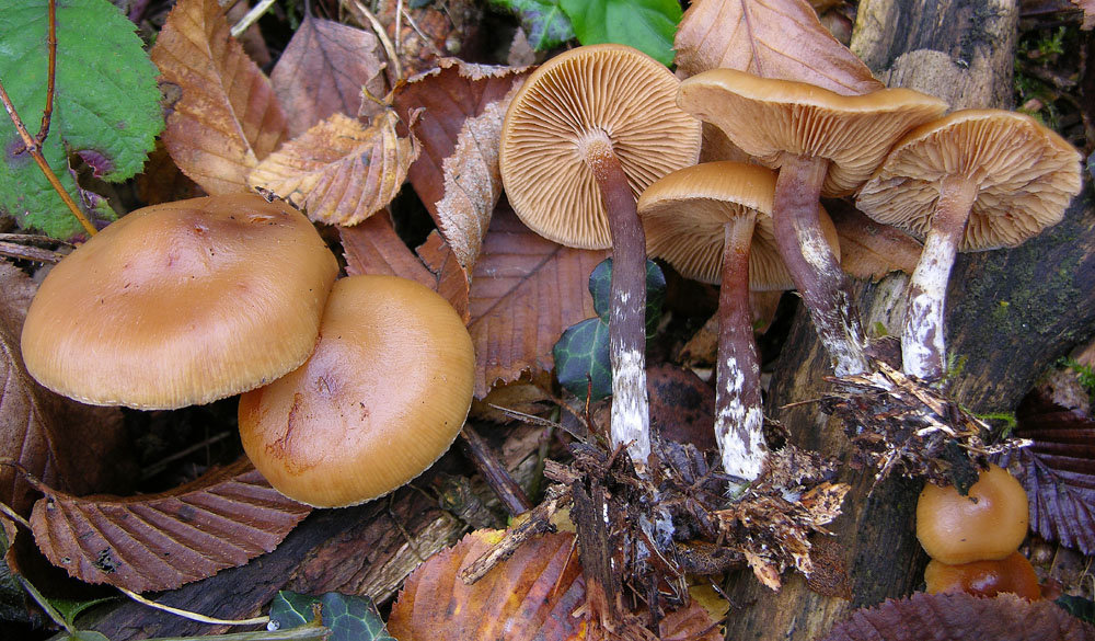 Svuotando l''archivio 2009....3� e ultima parte.